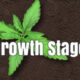 The Six Stages of Marijuana Growth