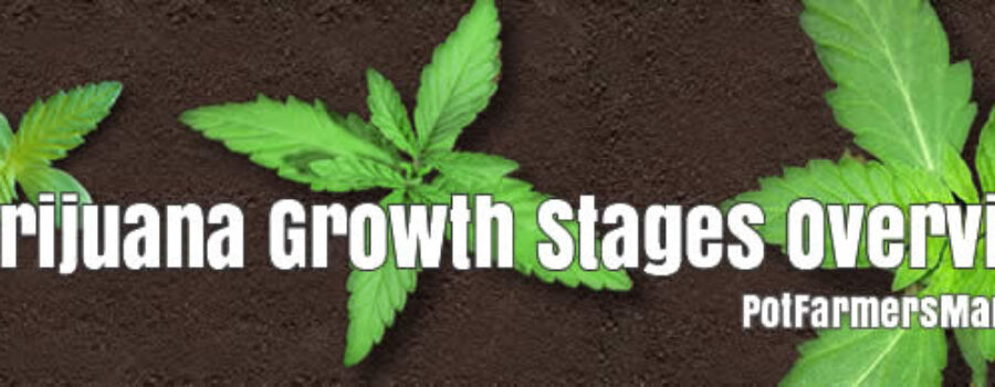 Marijuana Growth Stages Review